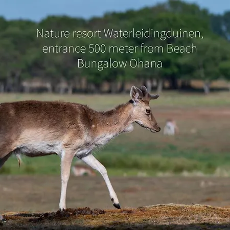 Kahakai House - Unique Outdoor Kitchen - Next To Local And 15 Min. The From Noordwijkerhout