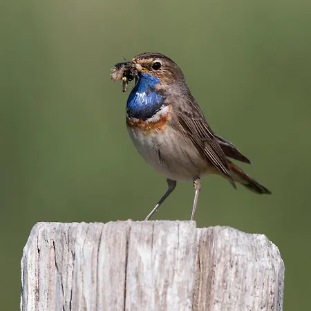 Semesterbostad Kahakai House - Unique Outdoor Kitchen - Next To Local And 15 Min. The From Noordwijkerhout