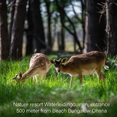 Kahakai House - Unique Outdoor Kitchen - Next To Local And 15 Min. The From Semesterbostad Noordwijkerhout