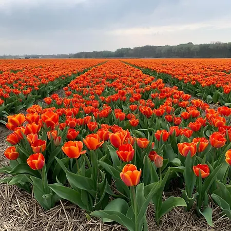 Kahakai House - Unique Outdoor Kitchen - Next To Local And 15 Min. The From * Noordwijkerhout