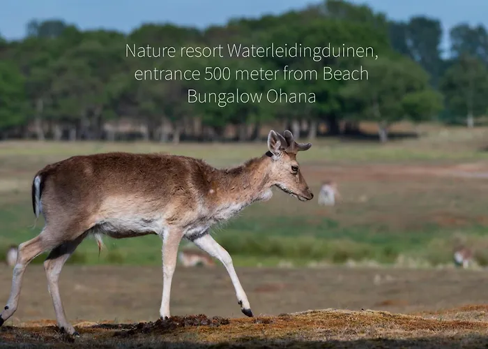 Kahakai House - Unique Outdoor Kitchen - Next To Local And 15 Min. The From Noordwijkerhout