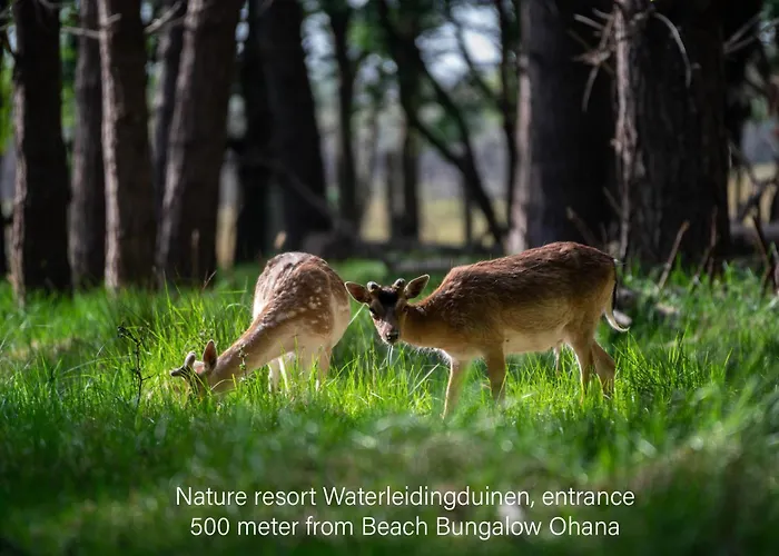 Kahakai House - Unique Outdoor Kitchen - Next To Local And 15 Min. The From Casa de Férias Noordwijkerhout