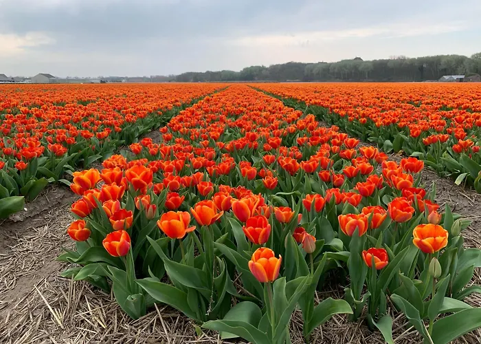 Kahakai House - Unique Outdoor Kitchen - Next To Local And 15 Min. The From * Noordwijkerhout