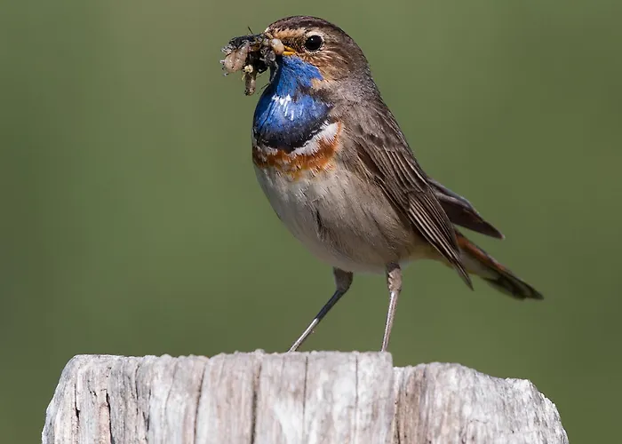 Ferienhaus Kahakai House - Unique Outdoor Kitchen - Next To Local And 15 Min. The From Noordwijkerhout