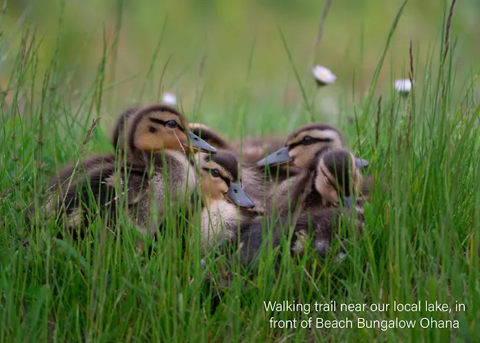 Ferienhaus Kahakai House - Unique Outdoor Kitchen - Next To Local And 15 Min. The From *